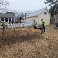 Removal-of-Two-Vine-Covered-Mulberry-Trees-in-the-Town-of-Saint-Michaels 0